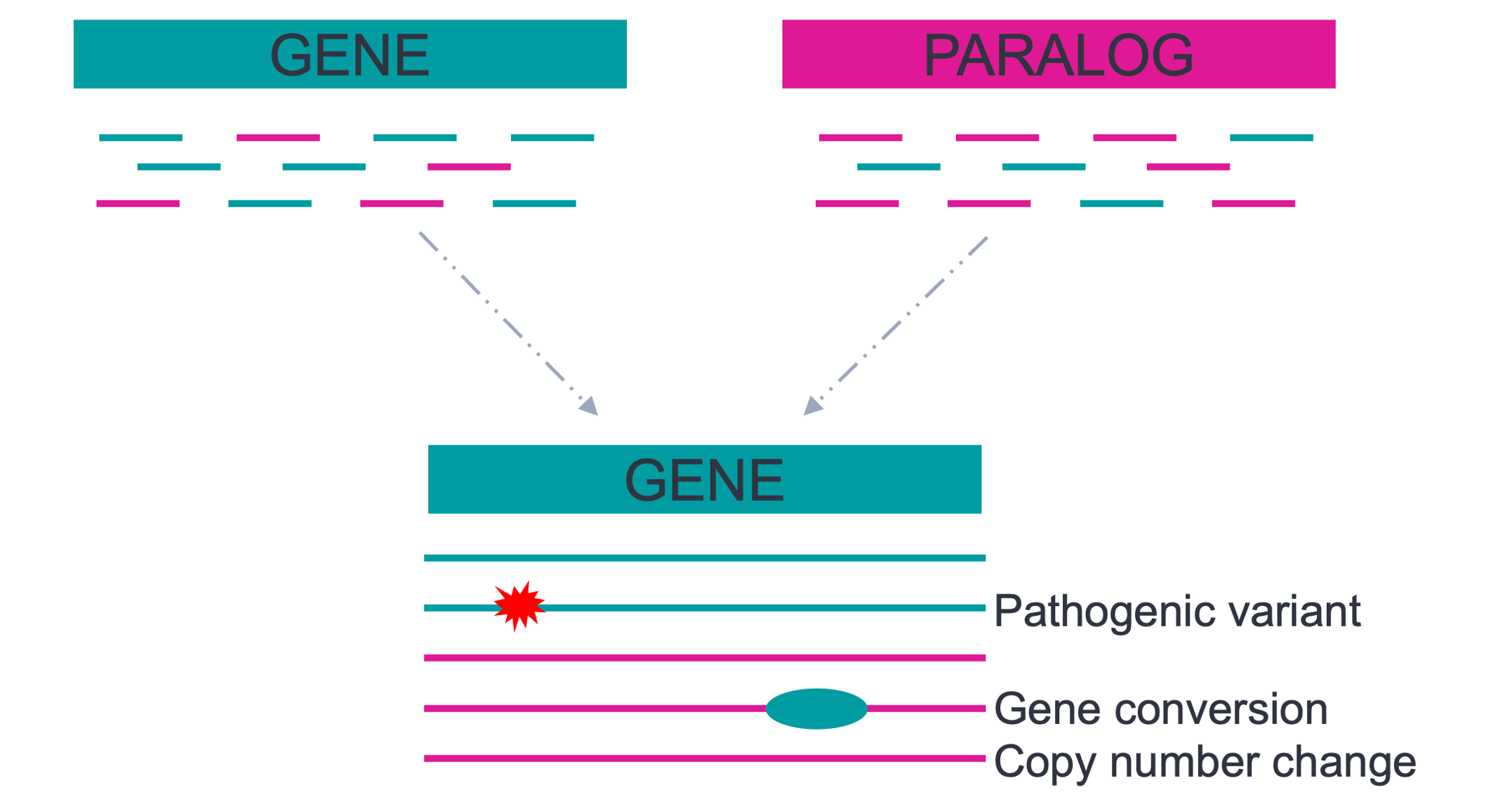 paraphase_diagram.png