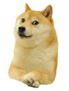 doge.jpg